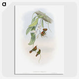 1-95_John-Gould_picture-crop