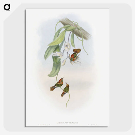1-95_John-Gould_picture-crop