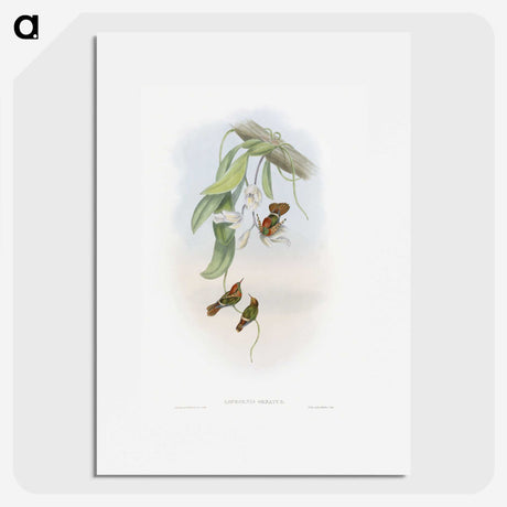 1-95_John-Gould_picture