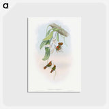 アートポストカード-Hummingbird Family
 - ジョン グールド Postcard.