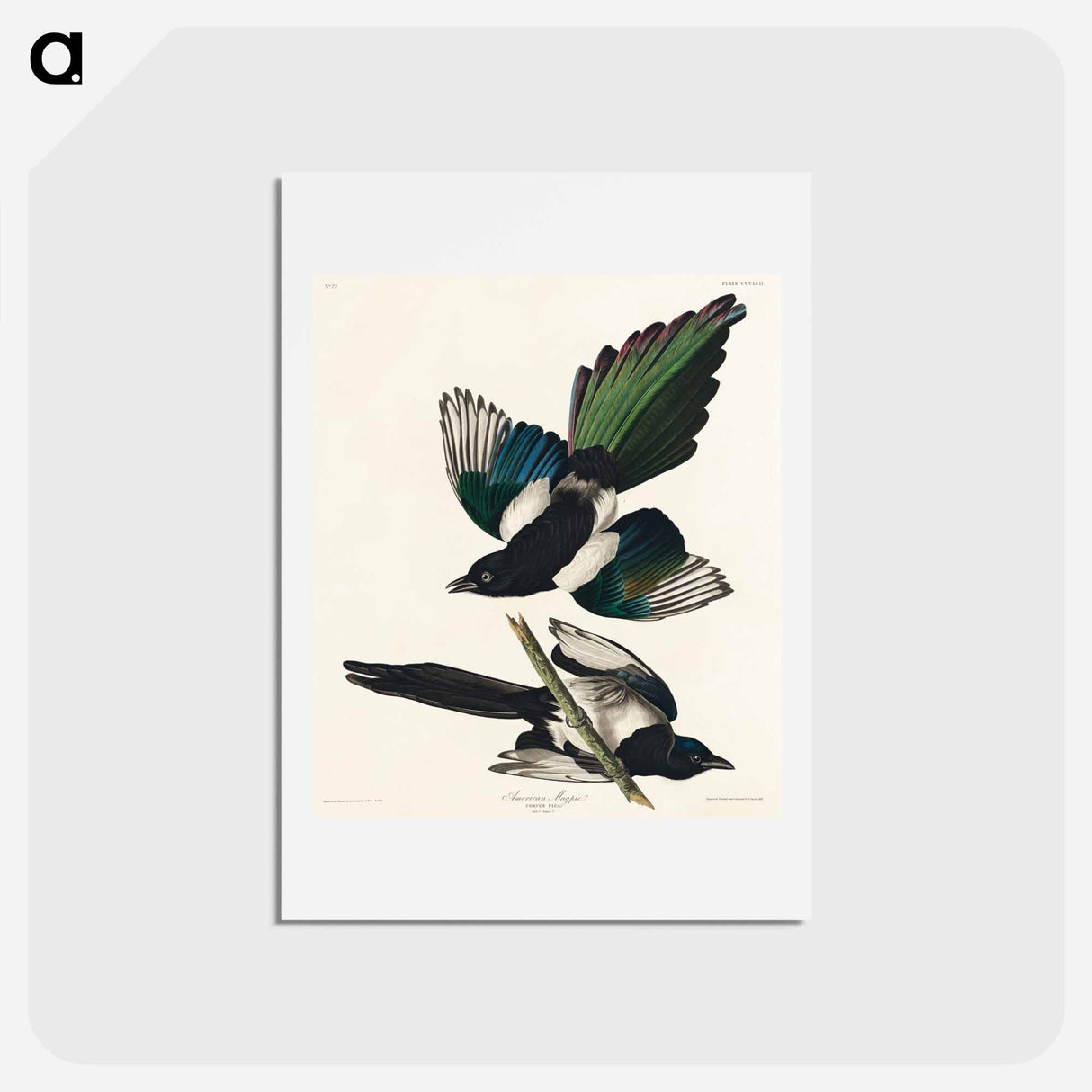 アートポストカード-American Magpie
 - ジョン ジェームス オーデュボン Postcard.