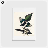 アートポストカード-American Magpie
 - ジョン ジェームス オーデュボン Postcard.