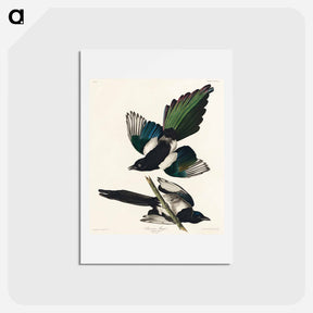 アートポストカード-American Magpie
 - ジョン ジェームス オーデュボン Postcard.