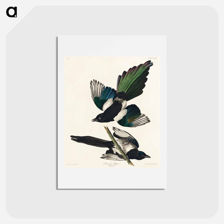 アートポストカード-American Magpie
 - ジョン ジェームス オーデュボン Postcard.