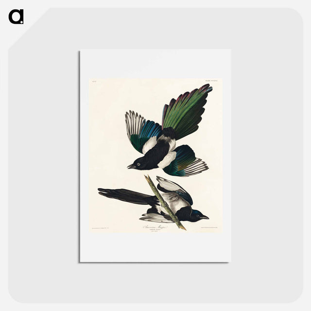 アートポストカード-American Magpie
 - ジョン ジェームス オーデュボン Postcard.