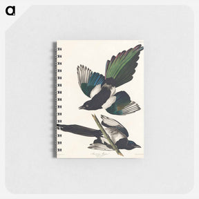 アートメモ帳-American Magpie
 - ジョン ジェームス オーデュボン Memo.
