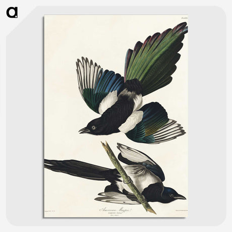 1-95_John-James-Audubon_picture-crop