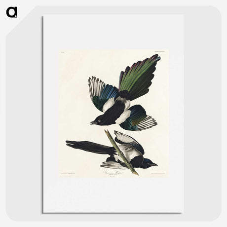 1-95_John-James-Audubon_picture