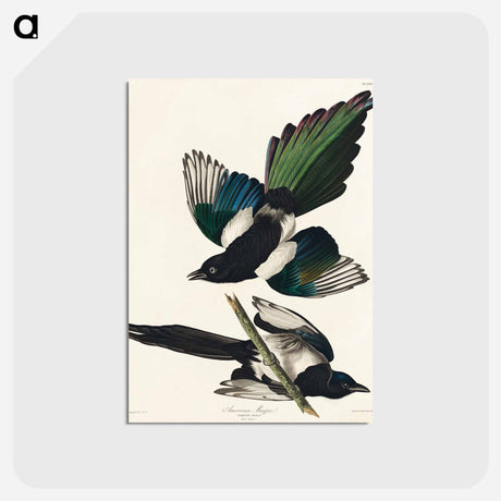 アートポストカード-American Magpie
 - ジョン ジェームス オーデュボン Postcard.