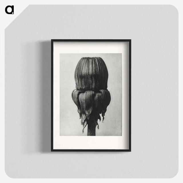 1-95_Karl-Blossfeldt_blk
