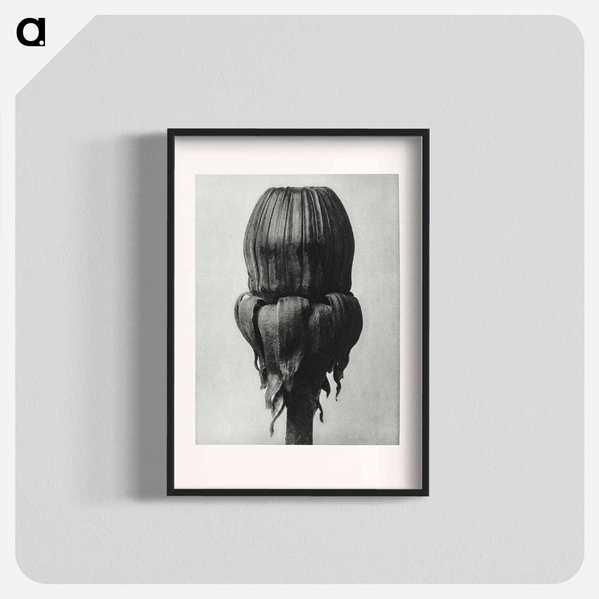 Taraxacum Officinale (Common Dandelion) - カール ブロスフェルト Poster.