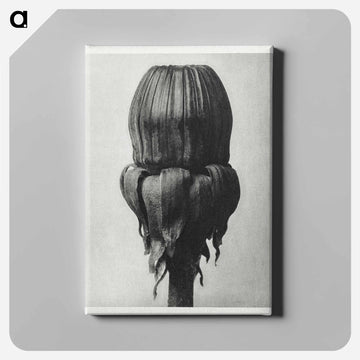 Taraxacum Officinale (Common Dandelion) - カール ブロスフェルト Canvas.