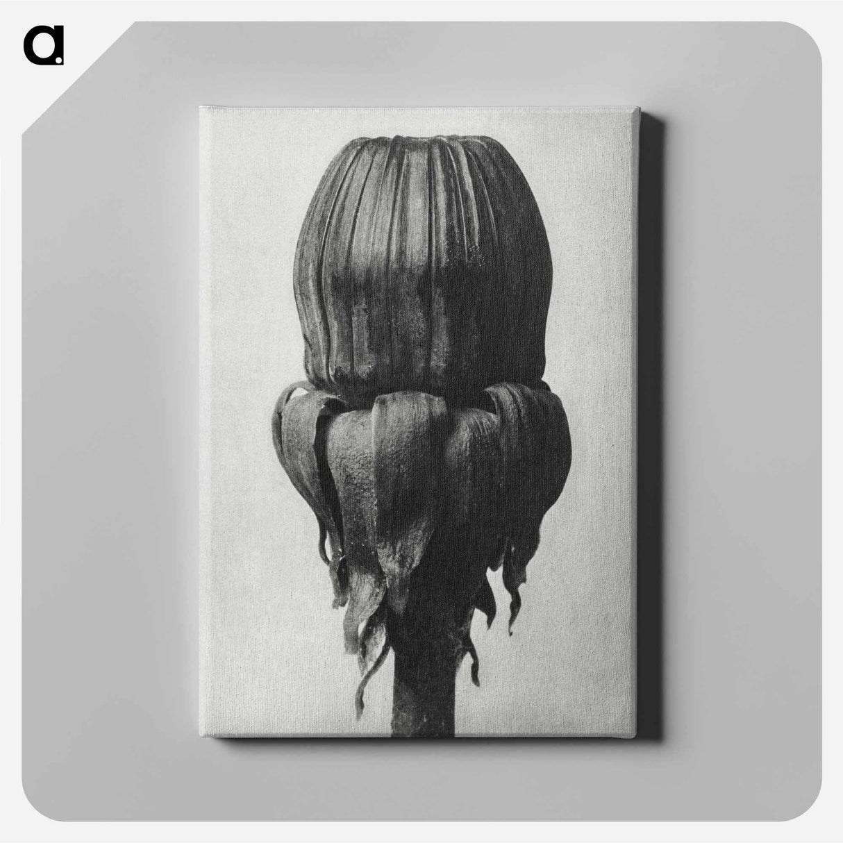 Taraxacum Officinale (Common Dandelion) - カール ブロスフェルト Canvas.