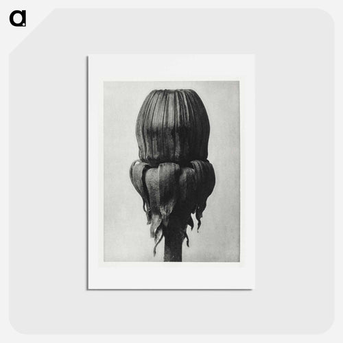 Taraxacum Officinale (Common Dandelion) - カール ブロスフェルト Postcard.