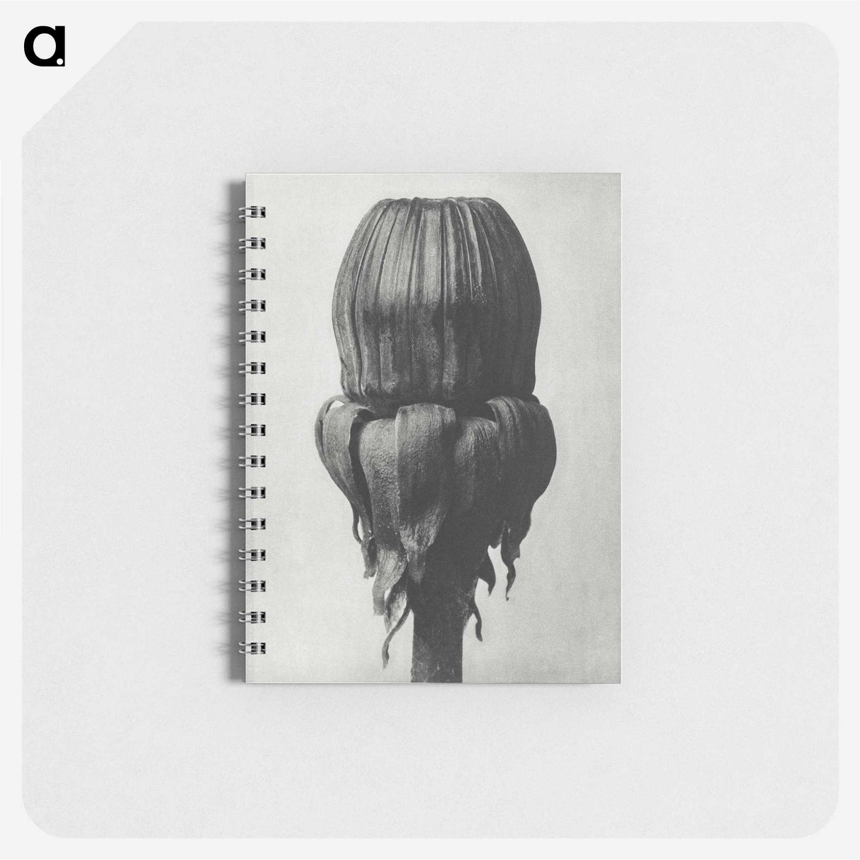 1-95_Karl-Blossfeldt_memo
