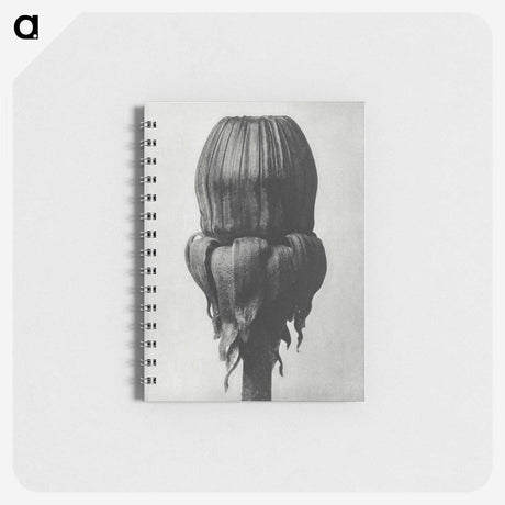 1-95_Karl-Blossfeldt_memo