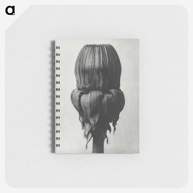 1-95_Karl-Blossfeldt_memo