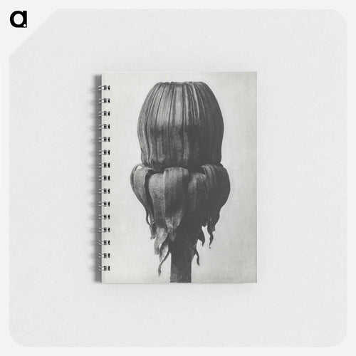 Taraxacum Officinale (Common Dandelion) - カール ブロスフェルト Memo.