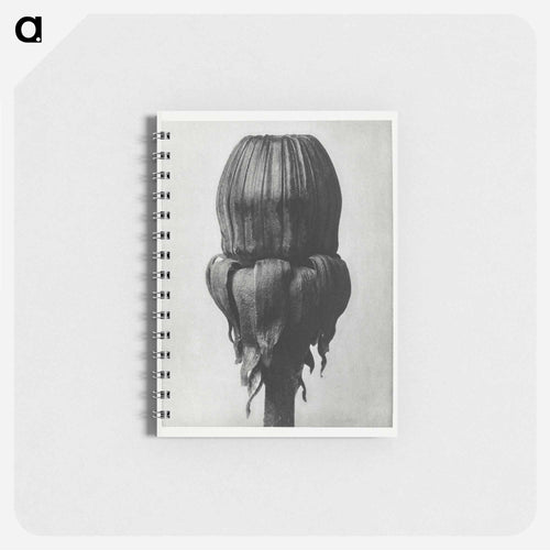 Taraxacum Officinale (Common Dandelion) - Karl Blossfeldt Memo.