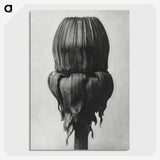 1-95_Karl-Blossfeldt_picture-crop