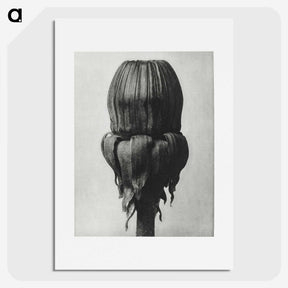 1-95_Karl-Blossfeldt_picture