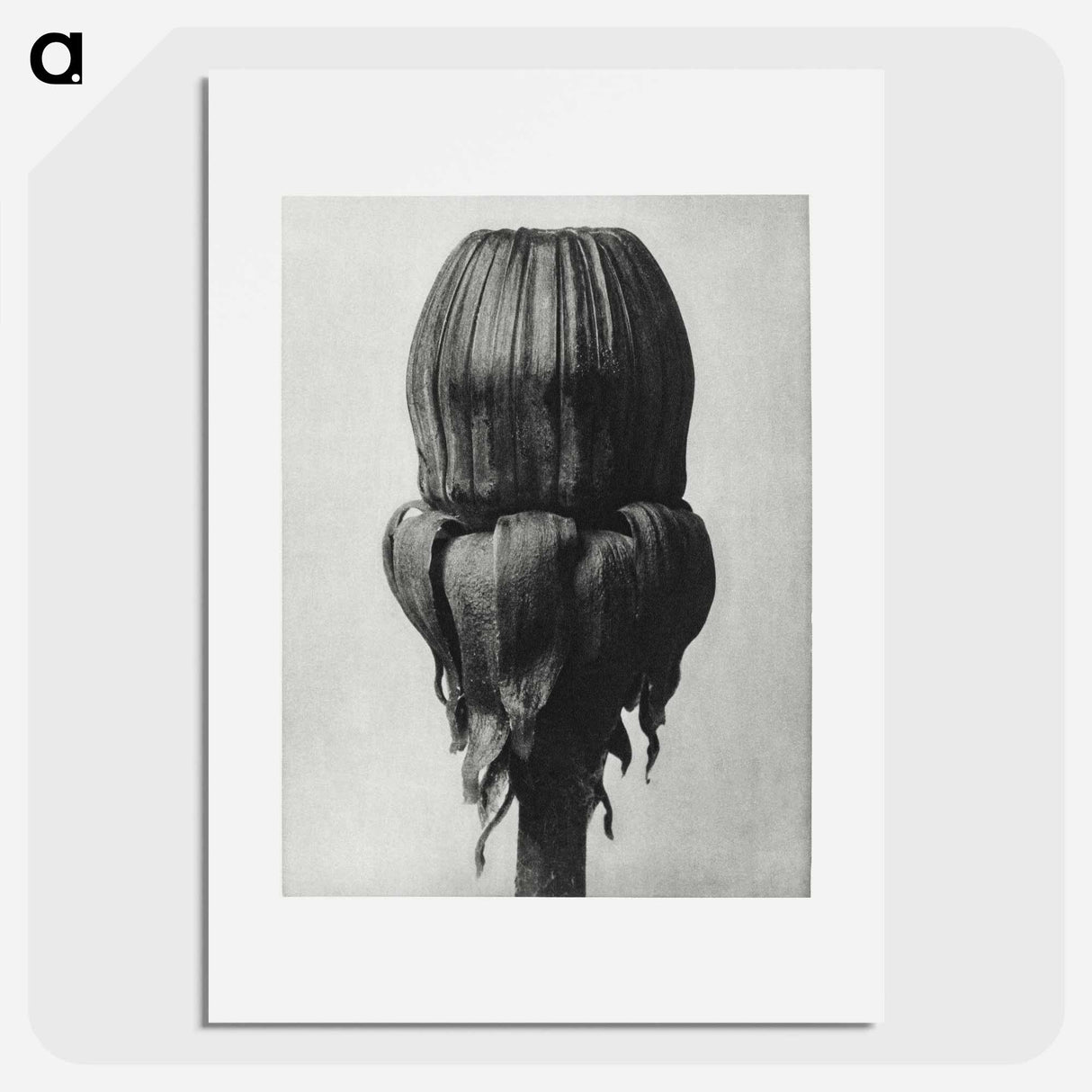 Taraxacum Officinale (Common Dandelion) - カール ブロスフェルト Poster.