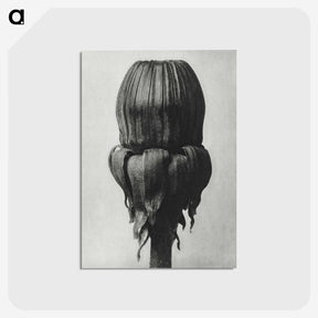 1-95_Karl-Blossfeldt_postcard