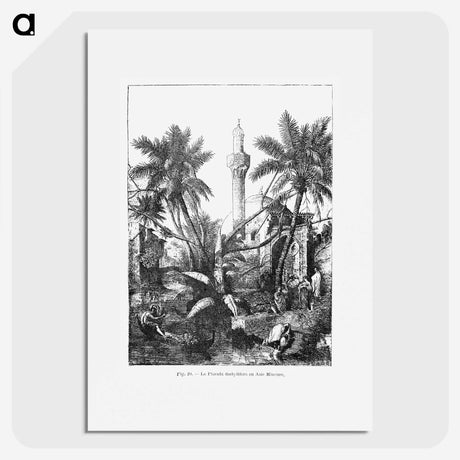 1-95_Les-Palmiers-Histoire-Iconographique_picture