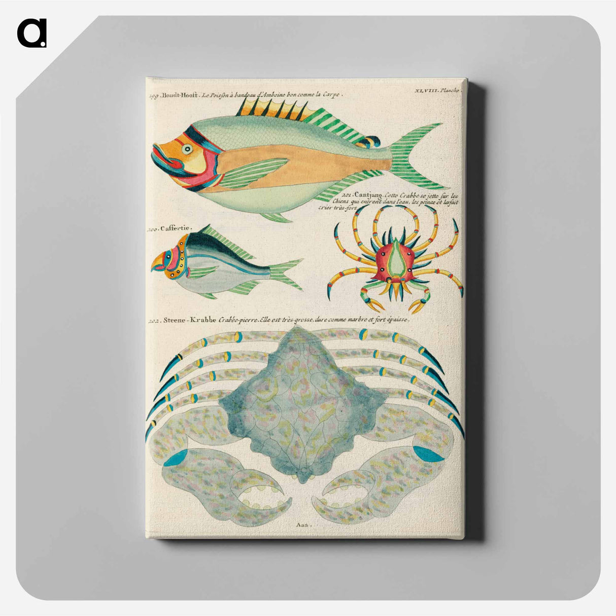 アートパネル-Moluccan Fishes
 - ルイ ルナール Canvas.