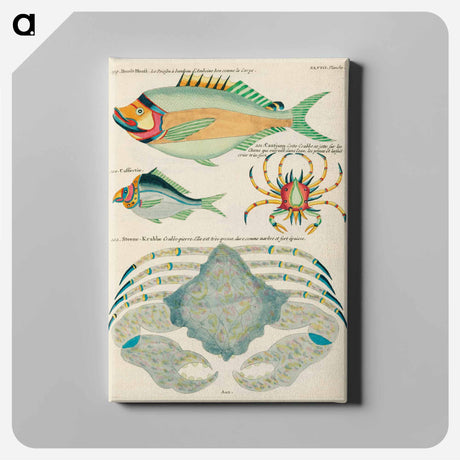 アートパネル-Moluccan Fishes
 - ルイ ルナール Canvas.