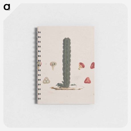 アートメモ帳-Euphorbia abyssinica
 - ルイージ バルガーニ Memo.