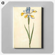 1-95_Maria-Sibylla-Merian_canvas