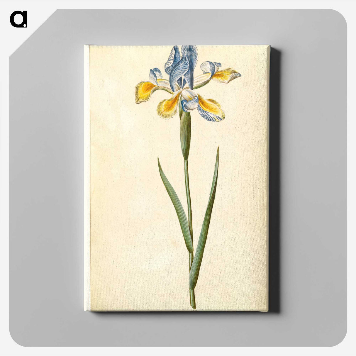 1-95_Maria-Sibylla-Merian_canvas
