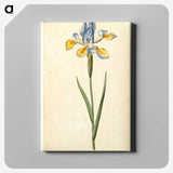 1-95_Maria-Sibylla-Merian_canvas