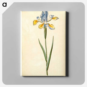1-95_Maria-Sibylla-Merian_canvas
