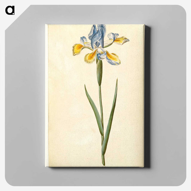 1-95_Maria-Sibylla-Merian_canvas