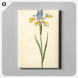 アートパネル-Spanish Iris
 - マリア ジビーラ メーリアン Canvas.