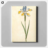 アートパネル-Spanish Iris
 - マリア ジビーラ メーリアン Canvas.