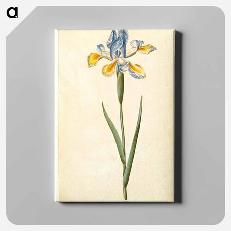 アートパネル-Spanish Iris
 - マリア ジビーラ メーリアン Canvas.