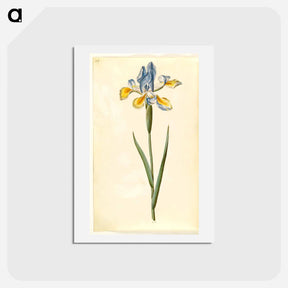 アートポストカード-Spanish Iris
 - マリア ジビーラ メーリアン Postcard.