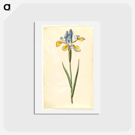 アートポストカード-Spanish Iris
 - マリア ジビーラ メーリアン Postcard.