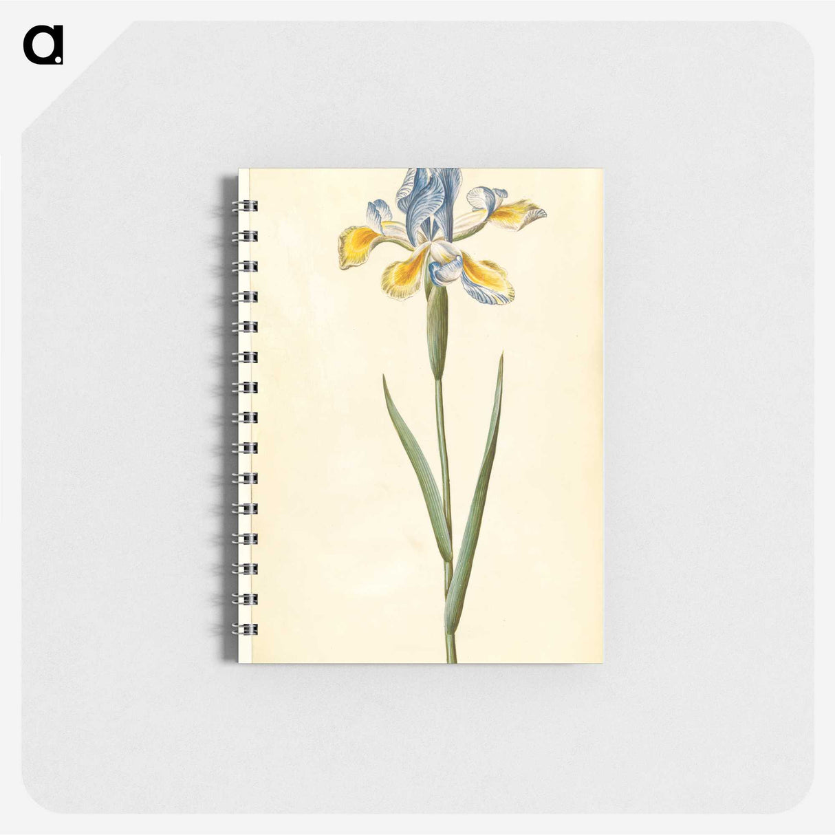 1-95_Maria-Sibylla-Merian_memo