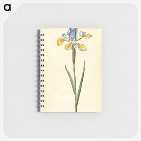 1-95_Maria-Sibylla-Merian_memo