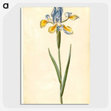 1-95_Maria-Sibylla-Merian_picture-crop