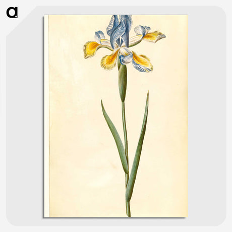 1-95_Maria-Sibylla-Merian_picture-crop