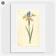 1-95_Maria-Sibylla-Merian_picture