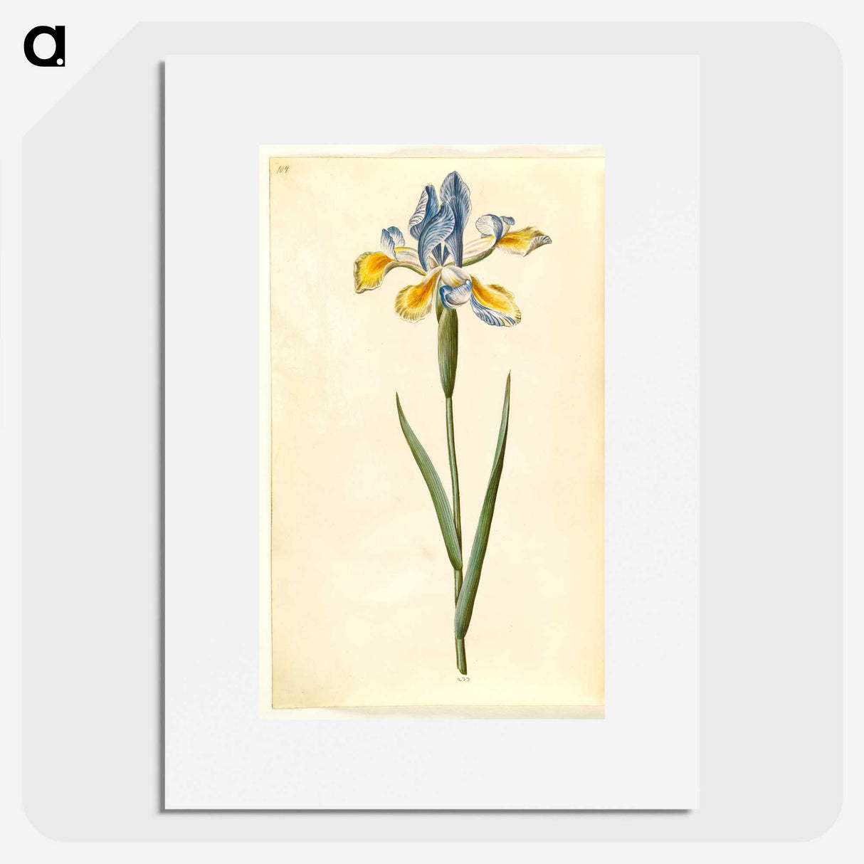 1-95_Maria-Sibylla-Merian_picture