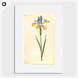 1-95_Maria-Sibylla-Merian_picture