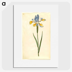 1-95_Maria-Sibylla-Merian_picture