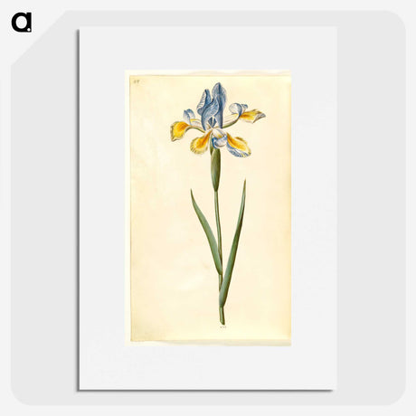 1-95_Maria-Sibylla-Merian_picture